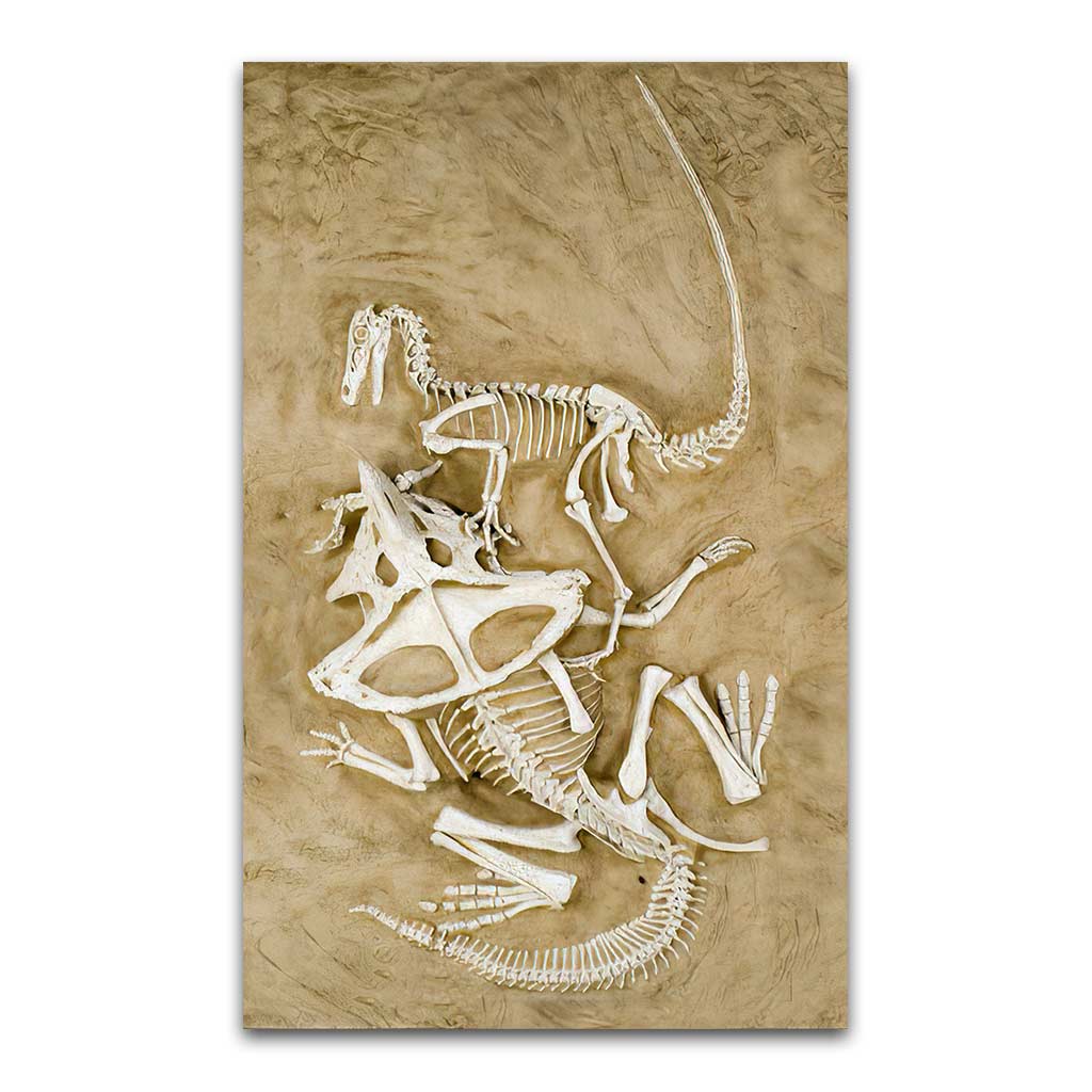 Velociraptor Vs Protoceratops Fossil 3D Pattern Print Dinosaur Rug 0622